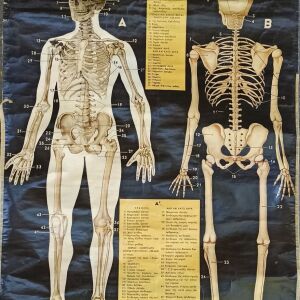 Σχολικός χάρτης Σκελετός - Ανθρώπινο σώμα