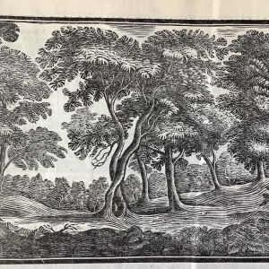 Γαλάνης  Δ. ξυλογραφια «Δέντρα» διάσταση  22x12cm  1928