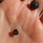 Σκουλαρίκια Μαύρα Καρφωτά Ασήμι 925 με Ζιργκόν