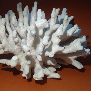 Φυσικό Κοράλλι λευκό βάρος 1295gr