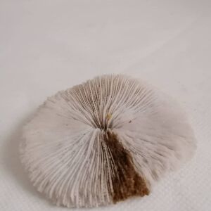 ΚΟΧΥΛΙΑ White natural mushroom Coral round 8,5cm