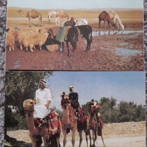 2 καρτ ποστάλ Έρημος της Ιoυδαίας και Καμηλιέριδες - Ισραήλ