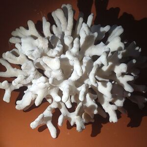 Φυσικό κοράλλι λευκό βάρος 1310gr.