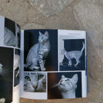 Βιβλίο 1001 γάτες