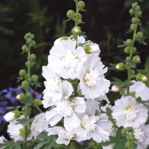 20 Σποροι Φυτο Τριανταφυλλο Hollyhock White
