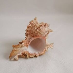 ΚΟΧΥΛΙΑ Marine Sea Decoration 11,5 cm Big Conch Natural Ornaments Shell