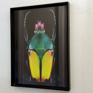 FRAME Coleoptera