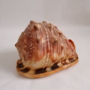 ΚΟΧΥΛΙΑ Natural Big Sea Shells Snail Wanbao Conch Helmet shell