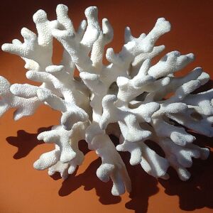 Φυσικό κοράλλι λευκό 970gr