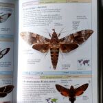 Βιβλίο για πεταλούδες ξενόγλωσσο / Butterflies and moths