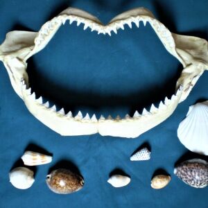 Σιαγόνα με δόντια καρχαρία σκελετός