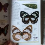 Βιβλίο για πεταλούδες ξενόγλωσσο / Butterflies and moths