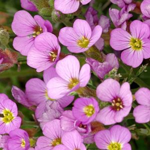 20 Σποροι Φυτο Arabis Ροζ Caucasica