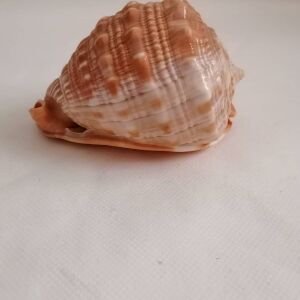 ΚΟΧΥΛΙΑ Natural Big Sea Shells Snail Wanbao Conch Helmet shell Νο2