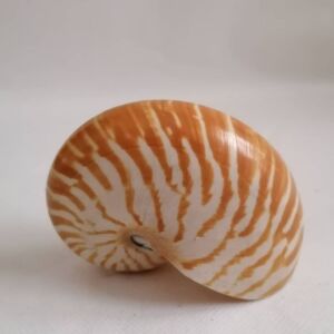 ΚΟΧΥΛΙΑ Sea Shell Fossil Snail Orange White 11cm