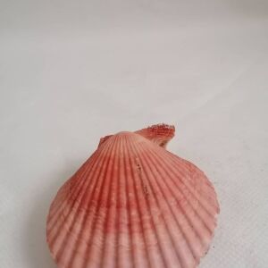 ΚΟΧΥΛΙΑ  Natural Seashell sealed pink shell 8cm