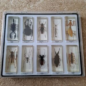National Geographic αληθινά ζωύφια bug collection δώρο θήκες παρουσίασης